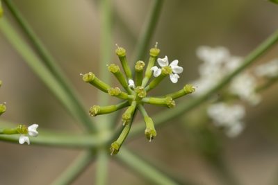 Bunium ferulaceum, photographed by Eleftherios Katsillis