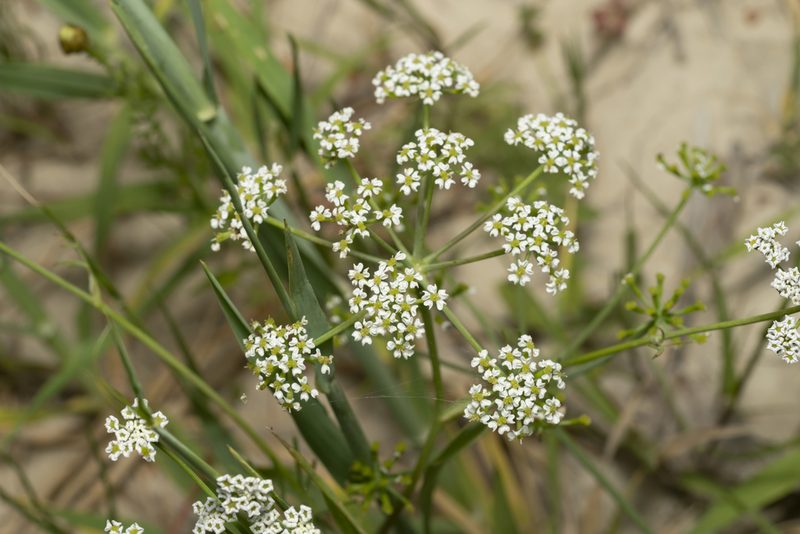 Bunium ferulaceum, photographed by Eleftherios Katsillis