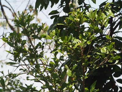Litsea hypophaea, photographed by 葉子