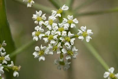 Bunium ferulaceum, photographed by Eleftherios Katsillis