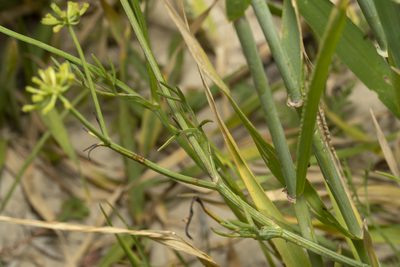 Bunium ferulaceum, photographed by Eleftherios Katsillis
