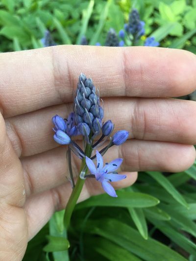 Hyacinthoides italica, photographed by Skjold Søndergaard