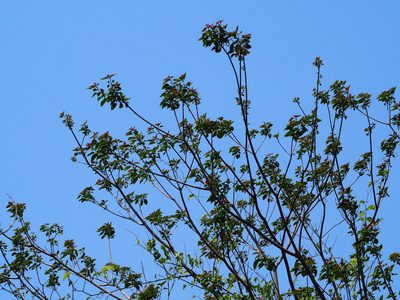 Triadica cochinchinensis, photographed by 葉子