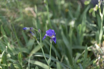 Iris × germanica, photographed by Eleftherios Katsillis