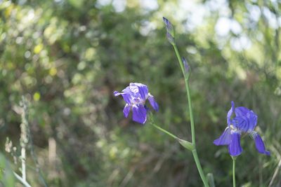Iris × germanica, photographed by Eleftherios Katsillis