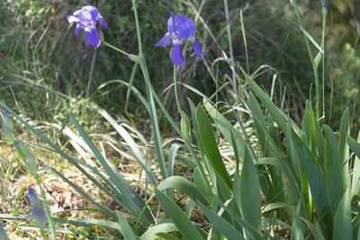 Iris × germanica, photographed by Eleftherios Katsillis