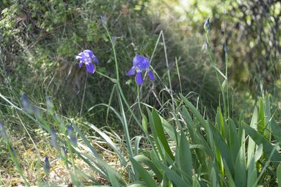 Iris × germanica, photographed by Eleftherios Katsillis
