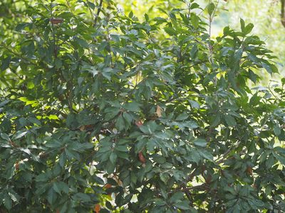 Lithocarpus konishii, photographed by 葉子
