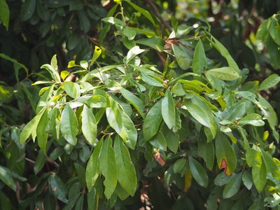 Litsea hypophaea, photographed by 葉子