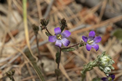 Campanula rhodensis, photographed by Eleftherios Katsillis