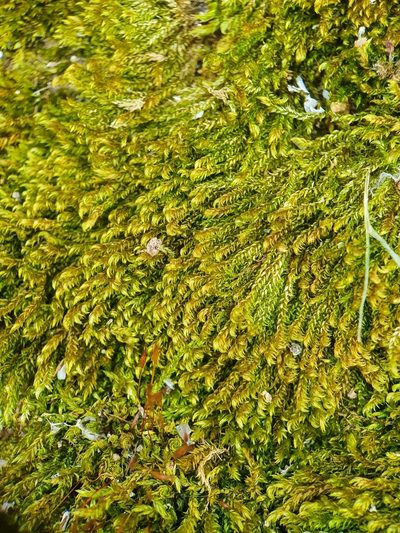Hygrohypnum luridum, photographed by Jonathan Hughes