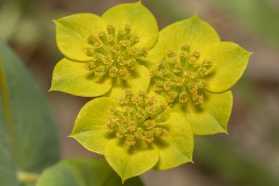 Bupleurum subovatum, photographed by Eleftherios Katsillis