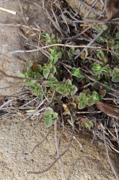 Hedeoma plicata, photographed by Eric Knight