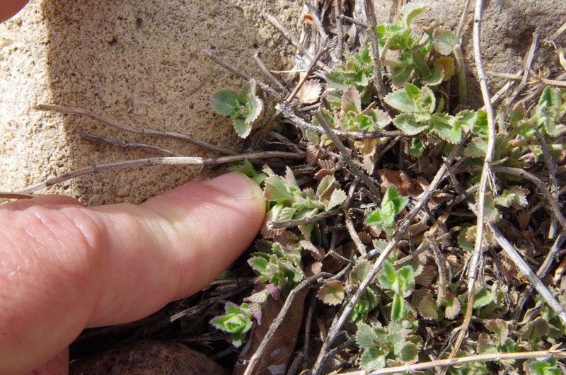 Hedeoma plicata, photographed by Eric Knight