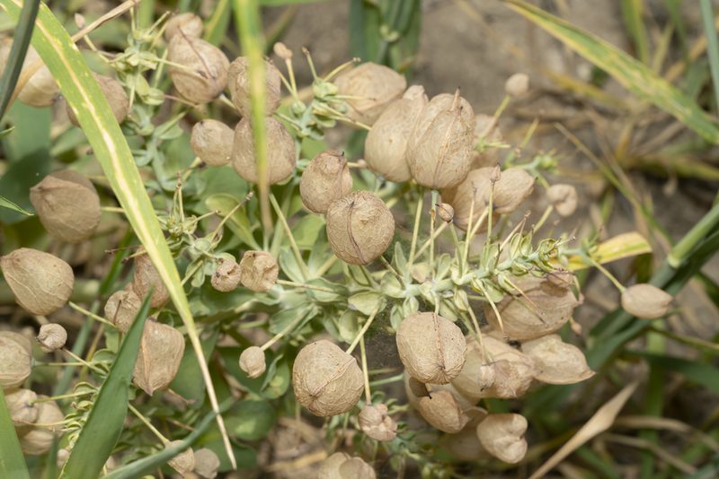 Leontice leontopetalum, photographed by Eleftherios Katsillis