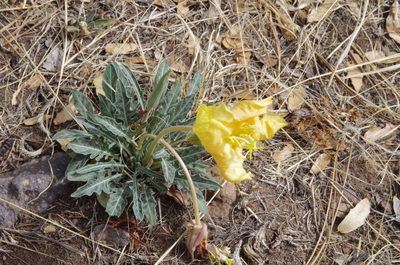 Oenothera brachycarpa, photographed by Eric Knight