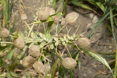 Leontice leontopetalum, photographed by Eleftherios Katsillis
