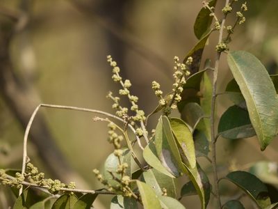 Putranjiva roxburghii, photographed by Dinesh Valke