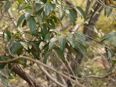 Putranjiva roxburghii, photographed by Dinesh Valke