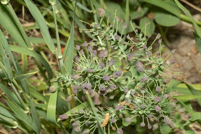 Leontice leontopetalum, photographed by Eleftherios Katsillis
