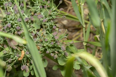 Leontice leontopetalum, photographed by Eleftherios Katsillis