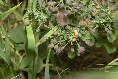 Leontice leontopetalum, photographed by Eleftherios Katsillis