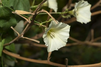 Convolvulus scammonia, photographed by Eleftherios Katsillis