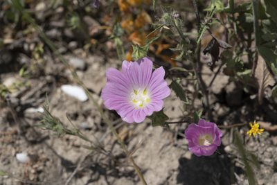 Malva punctata, photographed by Eleftherios Katsillis
