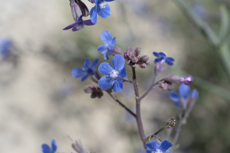 Anchusa strigosa, photographed by Eleftherios Katsillis