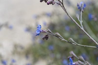Anchusa strigosa, photographed by Eleftherios Katsillis