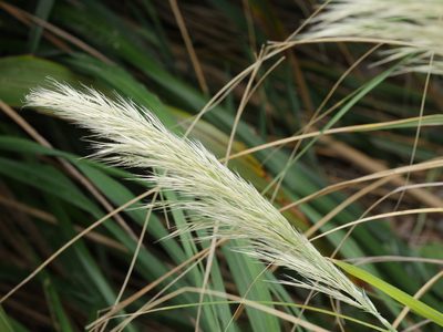 Austroderia splendens, photographed by Bruce Calvert