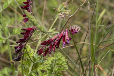 Vicia eriocarpa, photographed by Eleftherios Katsillis