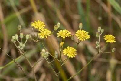 Crepis micrantha, photographed by Eleftherios Katsillis