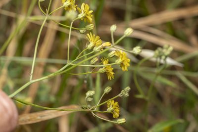 Crepis micrantha, photographed by Eleftherios Katsillis