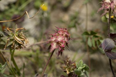 Trifolium clypeatum, photographed by Eleftherios Katsillis