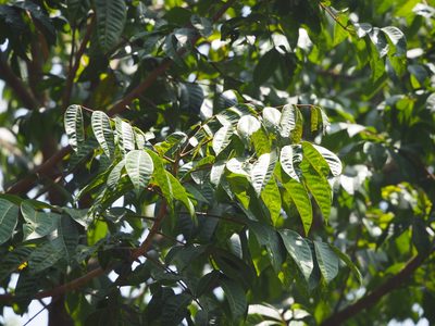 Canarium subulatum, photographed by 葉子
