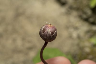 Cyclamen persicum, photographed by Eleftherios Katsillis