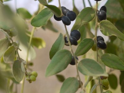 Cocculus hirsutus, photographed by Dinesh Valke