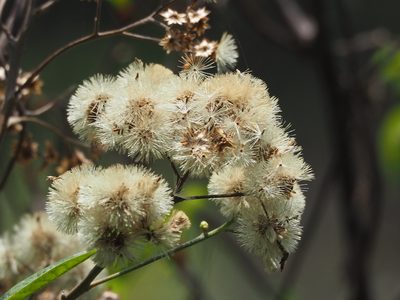 Gymnanthemum amygdalinum, photographed by 葉子