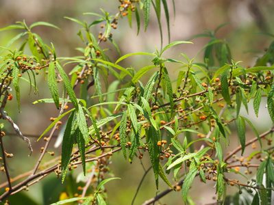 Debregeasia orientalis, photographed by 葉子