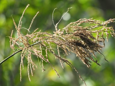 Thysanolaena latifolia, photographed by 葉子