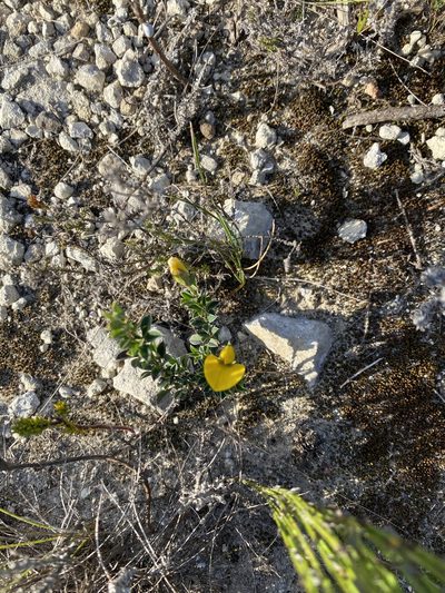 Argyrolobium harmsianum, photographed by Christina