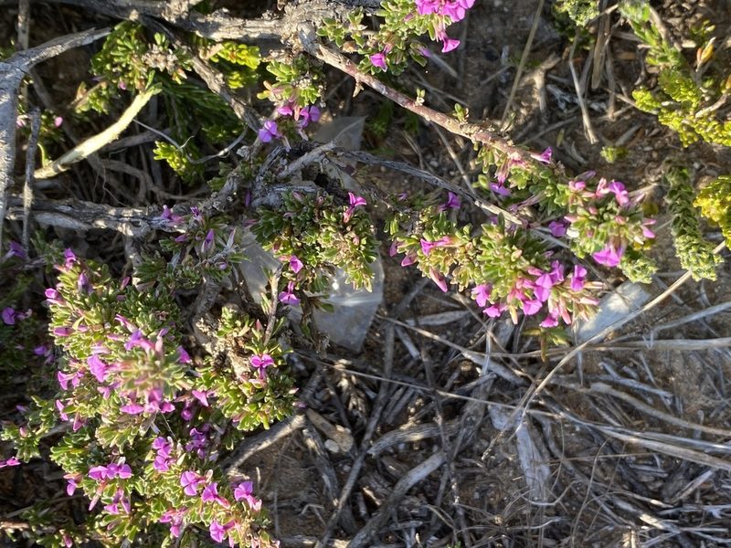 Muraltia barkerae, photographed by Christina