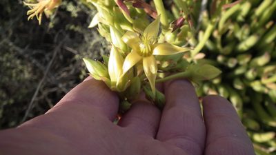 Cotyledon campanulata, photographed by Shaun Swanepoel