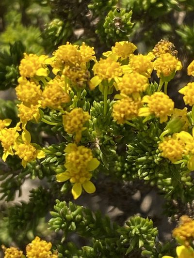 Euryops muirii, photographed by Christina