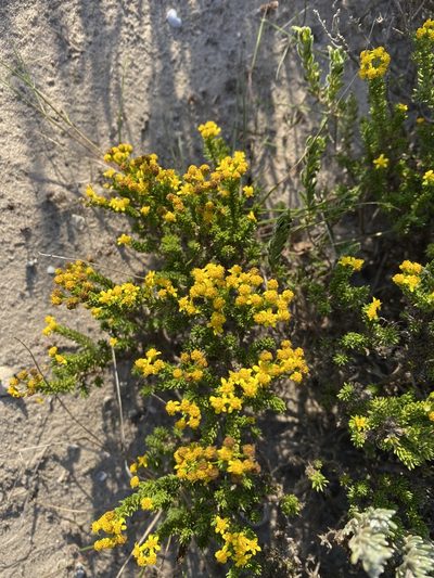 Euryops muirii, photographed by Christina