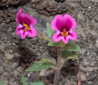 Diplacus kelloggii, photographed by Don Loarie