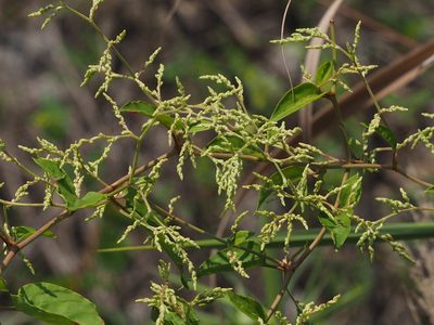 Reynoutria multiflora, photographed by 葉子