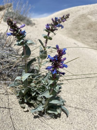 Penstemon acuminatus, photographed by Matt Berger