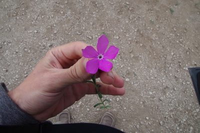 Phlox nana, photographed by Eric Knight